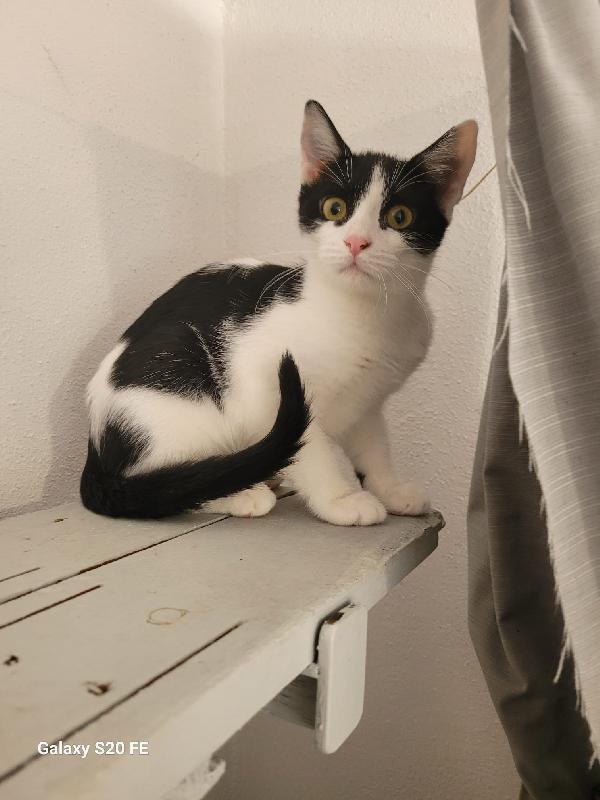 Geltrude Micia Di 4 Mesi 